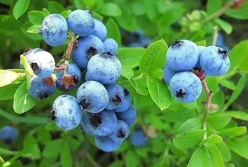 藍莓酒文化之傳說篇